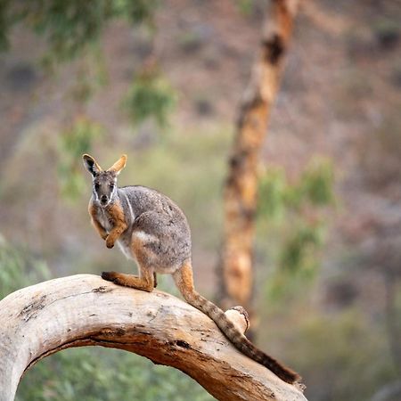 Hotel Arkaroola Wilderness Sanctuary Exterior foto