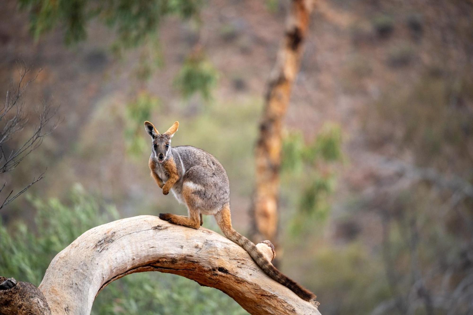Hotel Arkaroola Wilderness Sanctuary Exterior foto